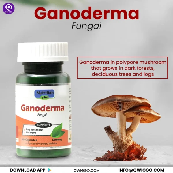 Ganoderma Capsules - Image 3