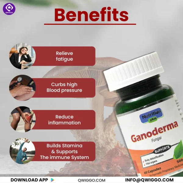 Ganoderma Capsules - Image 5